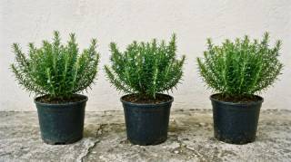 Buvez de la tisane de romarin &agrave; jeun pendant 15 jours et vous ne souffrirez plus de