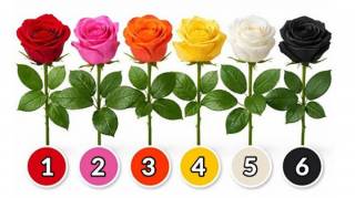 Choisissez une rose et d&eacute;couvrez ce qu&rsquo;elle r&eacute;v&egrave;le de votre personnalit&eacute;