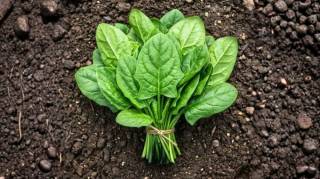 Des m&eacute;decins r&eacute;v&egrave;lent que la consommation d&rsquo;&eacute;pinards provoque&hellip;