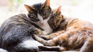 M&eacute;fiez-vous des gens qui n&rsquo;aiment pas les chats