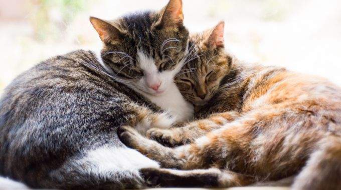 M&eacute;fiez-vous des gens qui n&rsquo;aiment pas les chats !