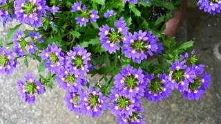 Oubliez les g&eacute;raniums en 2026 : cette ann&eacute;e la star des balcons c'est elle