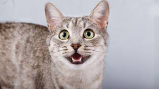 Pourquoi les chats miaulent-ils quand on leur parle