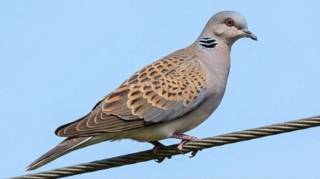 Quand un pigeon s'approche de chez vous cela signifie que