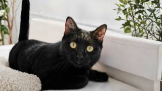 Que veut dire vraiment quand un chat noir vient vers vous