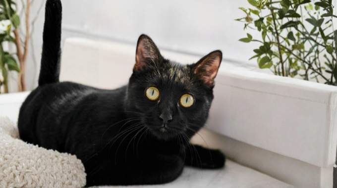 Que veut dire vraiment quand un chat noir vient vers vous