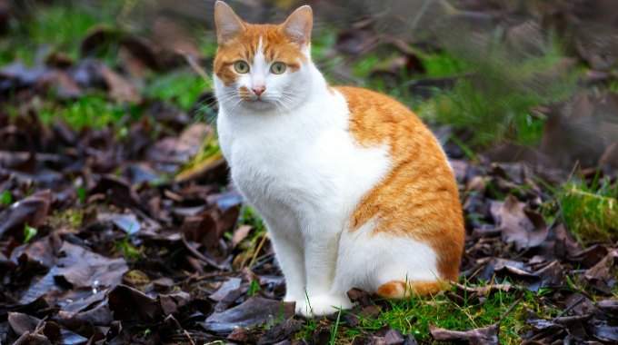 Saviez-vous que&hellip; si vous tombez sur un chat jaune et blanc c&rsquo;est un signe de l&rsquo;univers