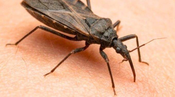 Si vous apercevez cet animal chez vous, soyez tr&egrave;s prudent. Voici pourquoi