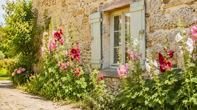 "Ce n'&eacute;tait pas pour la d&eacute;co" : les roses tr&eacute;mi&egrave;res au pied du mur prot&egrave;gent vos murs de l'humidit&eacute; du sol