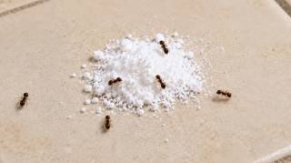 Fourmis : le bicarbonate seul ne sert &agrave; rien seul ce m&eacute;lange pr&eacute;cis fonctionne vraiment