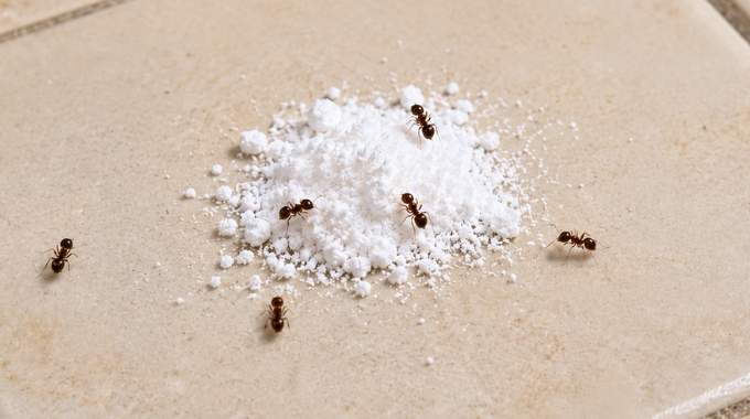Fourmis : le bicarbonate seul ne sert &agrave; rien, seul ce m&eacute;lange pr&eacute;cis fonctionne vraiment