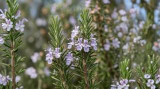 On l&rsquo;appelle "la plante miracle" deux brins le soir un rem&egrave;de puissant que tr&egrave;s peu connaissent