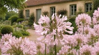 Oubliez le bleu : cette nouvelle agapanthe rose va r&eacute;volutionner votre jardin cet &eacute;t&eacute;