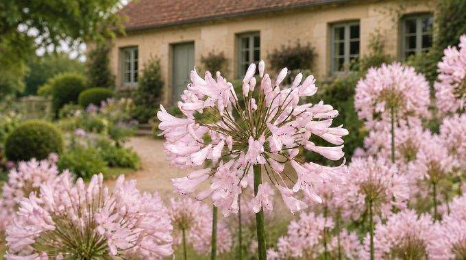 Oubliez le bleu : cette nouvelle agapanthe rose va r&eacute;volutionner votre jardin cet &eacute;t&eacute;