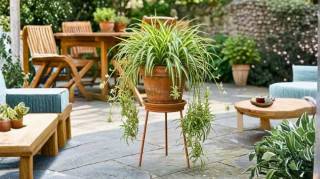 Plante araign&eacute;e : facile d&rsquo;entretien pour la garder en bonne sant&eacute;
