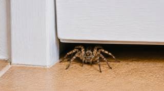 Pour que les araign&eacute;es n&rsquo;entrent pas dans votre maison une astuce tr&egrave;s simple