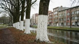 Pourquoi peint-on les troncs d'arbres en blanc et quels en sont les avantages
