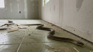 Quand ce serpent entre chez vous voici la signification