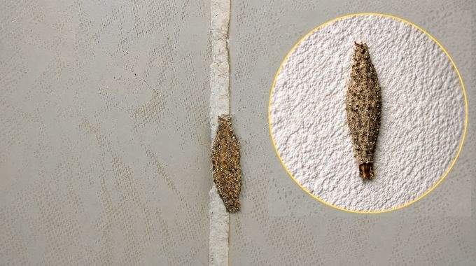 Si vous avez ces insectes sur les murs de votre maison, ne les &eacute;crasez surtout pas