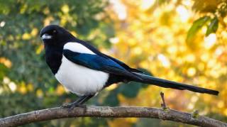 Une pie pr&egrave;s de la maison: voici ce que cela signifie