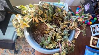 8 erreurs fatales quand on arrose les plantes