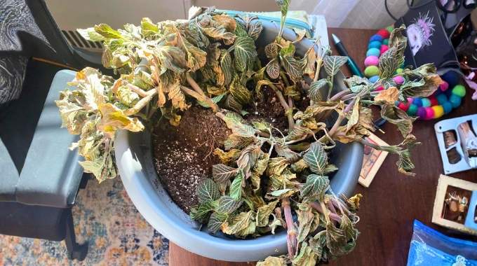 8 erreurs fatales quand on arrose les plantes
