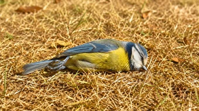 Alerte m&eacute;sanges en danger : ce pi&egrave;ge discret provoque leur mort silencieuse d&egrave;s les premi&egrave;res chaleurs