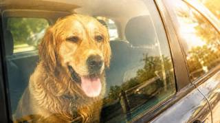 Canicule : peut-on casser la vitre d&rsquo;une voiture pour sauver un chien enferm&eacute;  Ce que pr&eacute;voit la loi en France
