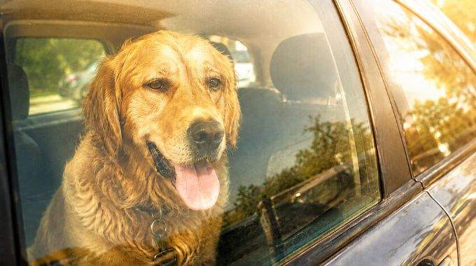 Canicule : peut-on casser la vitre d&rsquo;une voiture pour sauver un chien enferm&eacute; ? Ce que pr&eacute;voit la loi en France
