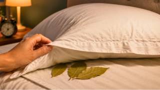 Dormir avec des feuilles de laurier sous l'oreiller : une id&eacute;e pas si mauvaise que &ccedil;a