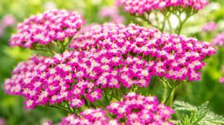 Grosse chaleur au jardin : cette vivace increvable transforme les sols arides en toiles de ma&icirc;tre