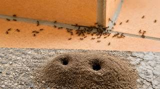 Ma grand-m&egrave;re m'a appris une astuce pour &eacute;liminer des colonies de fourmis en seulement 3 minutes et sans effort