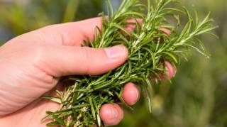 On l'appelle "morphine naturelle" elle soulage les douleurs musculaires et articulaires les rhumatismes et m&ecirc;me la goutte