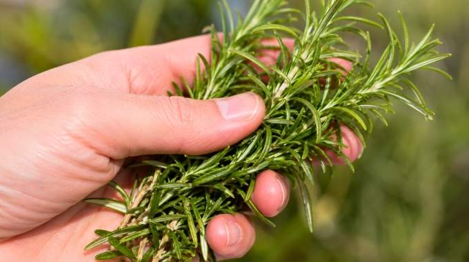 On l'appelle "morphine naturelle" elle soulage les douleurs musculaires et articulaires les rhumatismes et m&ecirc;me la goutte