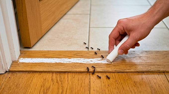 Voici pourquoi vous devriez tracer une ligne de craie au sol si vous voyez des fourmis dans la maison