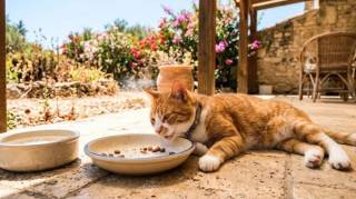 Alerte canicule : l'erreur fatale que font les propri&eacute;taires de chats avec la gamelle de croquettes