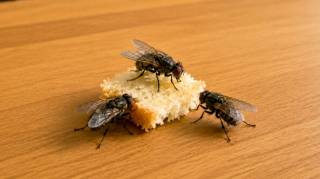 &Ccedil;a marche m&ecirc;me en plein &eacute;t&eacute; : voici comment &eacute;loigner d&eacute;finitivement les mouches de votre maison