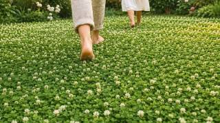 "C'est fini pour le gazon" : un paysagiste ne jure plus que par le tr&egrave;fle blanc nain pour un jardin vert sans effort