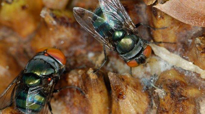 Depuis que je glisse ces deux &eacute;pices au fond de ma poubelle, plus une seule mouche n&rsquo;entre dans ma cuisine
