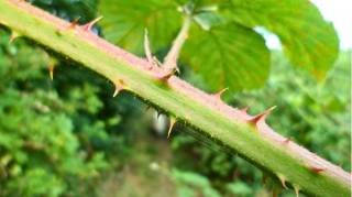 Fini les ronces qui envahissent mon potager : depuis qu'un voisin m'a confi&eacute; l'astuce du carton c'est g&eacute;nial