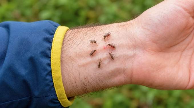 La saveur préférée des moustiques : il existe un groupe sanguin qu'ils adorent