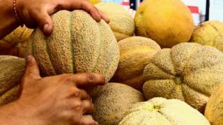 Ni l'odeur ni le poids : le vrai signe de maturit&eacute; d'un melon est celui-ci d'apr&egrave;s ce mara&icirc;cher