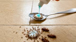 Placez ceci dans votre maison pendant seulement 1 heure et dites adieu aux mouches moustiques et cafards