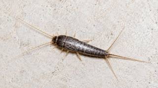 Si vous voyez cet insecte dans votre maison faites attention Voici la signification secr&egrave;te que l'Univers vous envoie