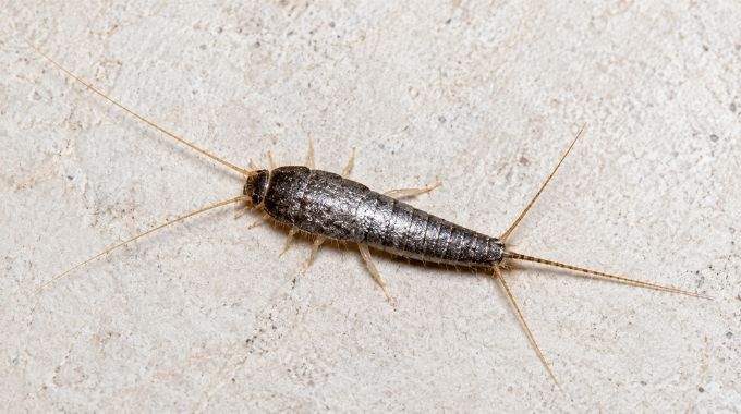 Si vous voyez cet insecte dans votre maison, faites attention. Voici la signification secr&egrave;te que l'Univers vous envoie
