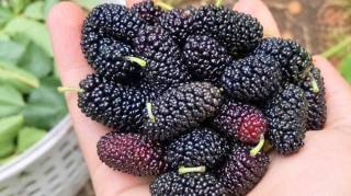 Ce fruit de saison am&eacute;liore la vision et r&eacute;gule la tension art&eacute;rielle mais il doit &ecirc;tre consomm&eacute; d'une certaine fa&ccedil;on