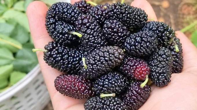 Ce fruit de saison am&eacute;liore la vision et r&eacute;gule la tension art&eacute;rielle mais il doit &ecirc;tre consomm&eacute; d'une certaine fa&ccedil;on