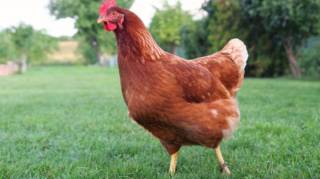 D&eacute;clarer ses poules : que dit vraiment la loi si vous en avez dans votre jardin