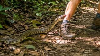 En cas de morsure de serpent voici les premiers r&eacute;flexes &agrave; adopter
