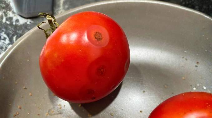 Mettre vos tomates au frigo est la pire erreur : voici l'astuce oubli&eacute;e pour les conserver bien plus longtemps